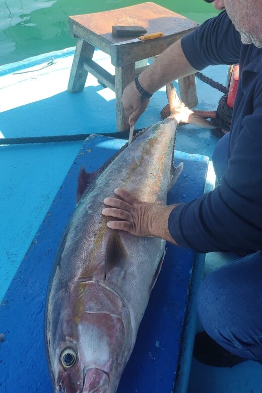 Rhodes Town: Fishing Boat Trip with Fish Meal and Swim Stops - Who Will Love This Tour?