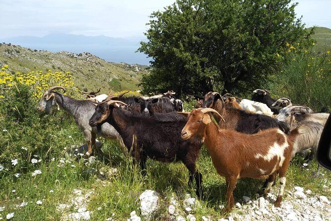 Rhodes Uncharted South Safari: Mountains, Monasteries, & Flavors - Discovering Rhodes’ Hidden Corners on a Small-Group Safari