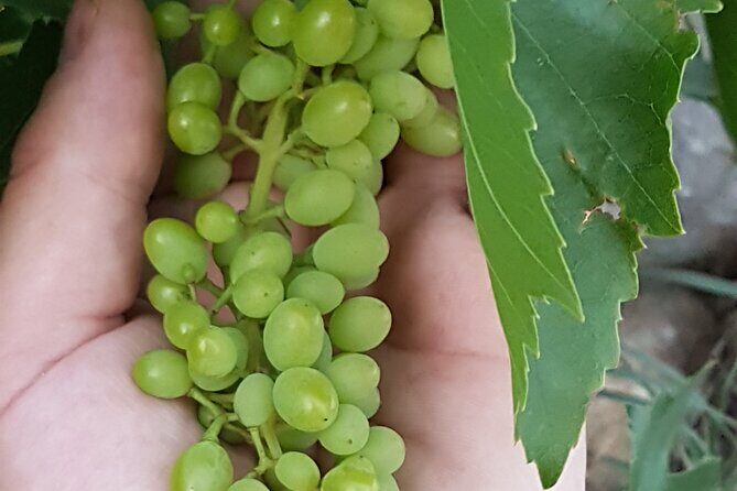 Rhodes Wine & Food Tour: 10 Meal Course Lunch, Wine Tasting, Cooking Class - Frequently Asked Questions