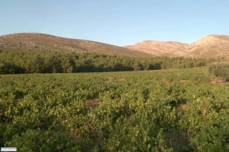 Rhodes: Wine Tasting in Embonas, the Land of Rhodian Wine - FAQ