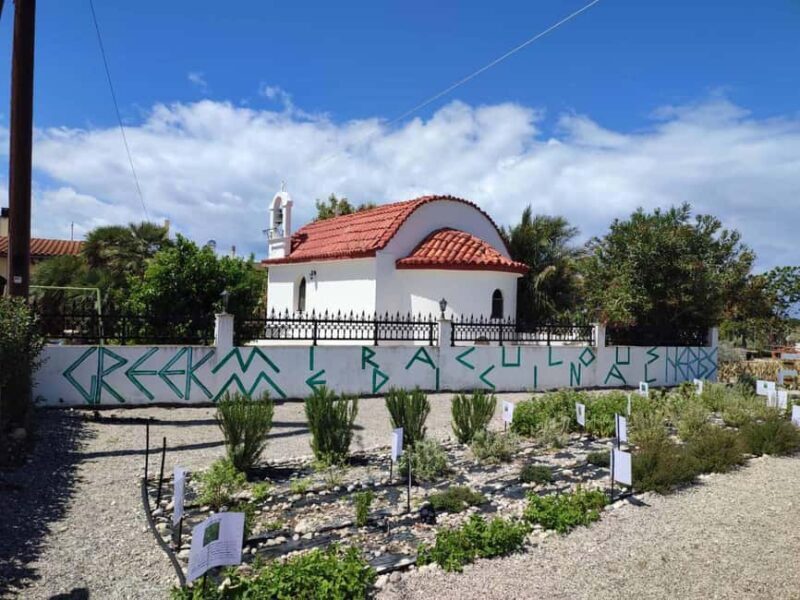 Rhodes:Explore the farm's paths & discover aloe vera & herbs - Discovering Rhodes Green Side: A Close-Up of Aloe Vera and Herbs
