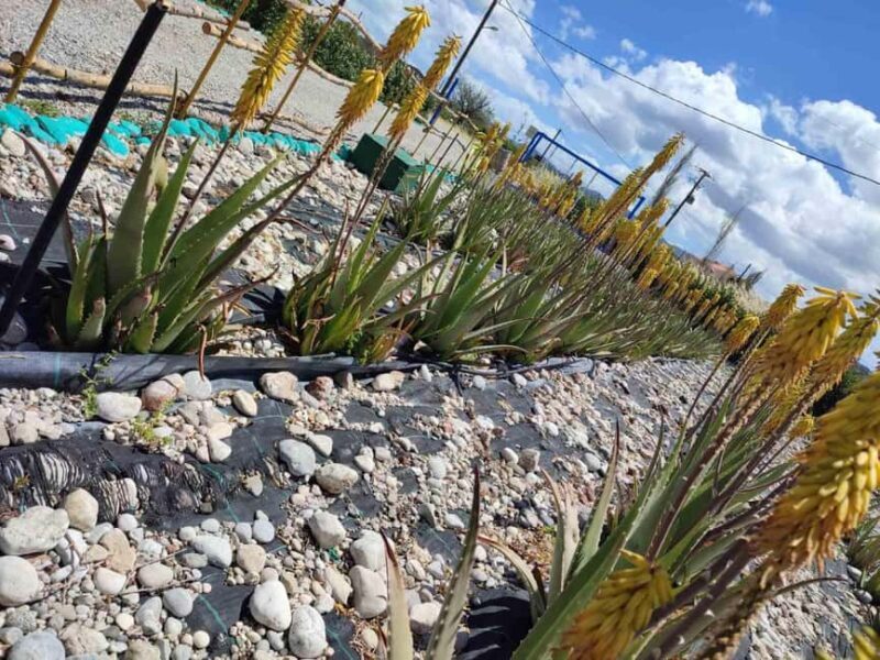 Rhodes:Explore the farm's paths & discover aloe vera & herbs - Practical Tips for Visitors