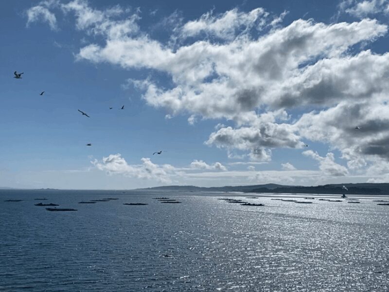 Ría de Arousa: Daytime or Sunset Sailboat Cruise with drinks - The Sum Up