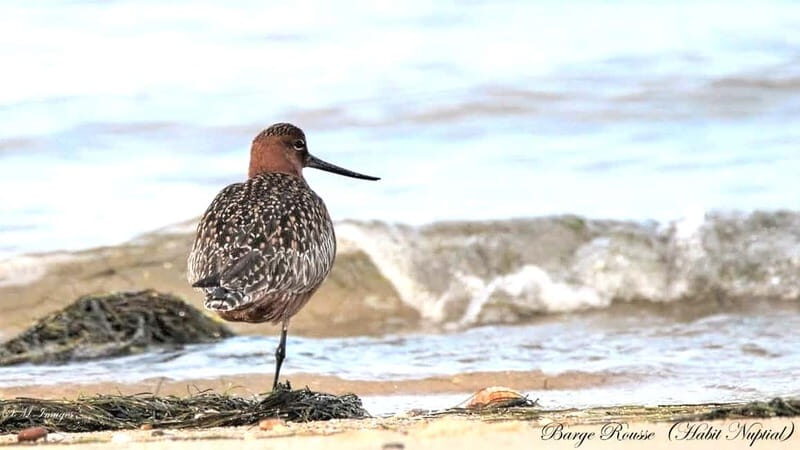 Ria Formosa 3 Islands Guided Day Trip by Boat - Olhão - Practical Details and Value