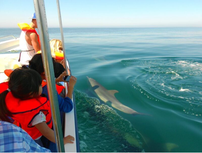 Ria Formosa: Dolphin-Watching Boat Tour - Authentic Encounters and Natural Beauty