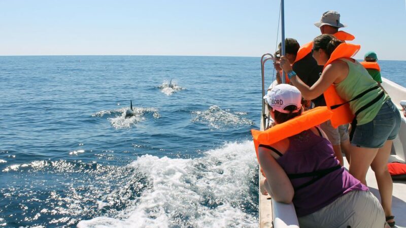 Ria Formosa: Dolphin-Watching Boat Tour - The Price and Value