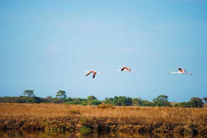 Ria Formosa Natural Park Birdwatching Segway Tour from Faro - The Sum Up