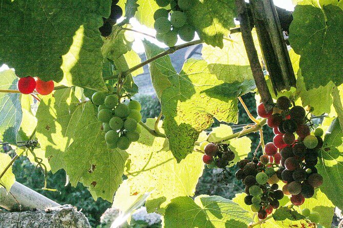 Rias Baixas PRIVATE Shore tour - FAQ