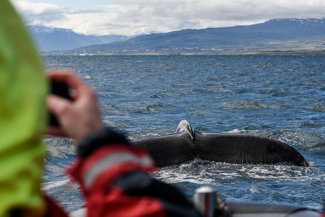RIB boat express: Whales, Eyjafjord and Akureyri - Exploring the Akureyri Whale Watching RIB Tour: A Deep Dive