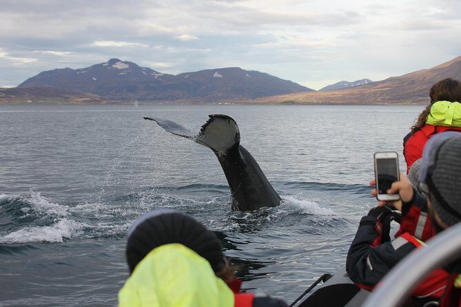 RIB boat express: Whales, Eyjafjord and Akureyri - The Sum Up