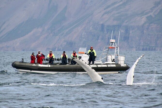 RIB boat express: Whales, Eyjafjord and Akureyri - FAQ