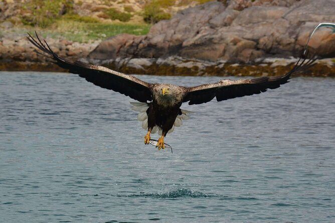 RIB Sea Eagle Safari Trollfjord Cruise - An Up-Close Look at the Trollfjord Safari