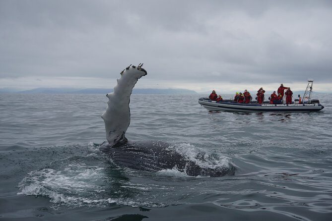 RIB Whale Watching Small-Group Boat Tour from Reykjavik - The Adventure Begins at Reykjavik’s Old Harbour