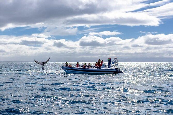 RIB Whale Watching Small-Group Boat Tour from Reykjavik - Re-Entering Reykjavik: Iconic Views from the Water
