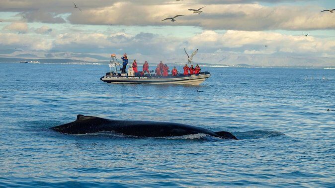 RIB Whale Watching Small-Group Boat Tour from Reykjavik - Final Stop and Practicalities