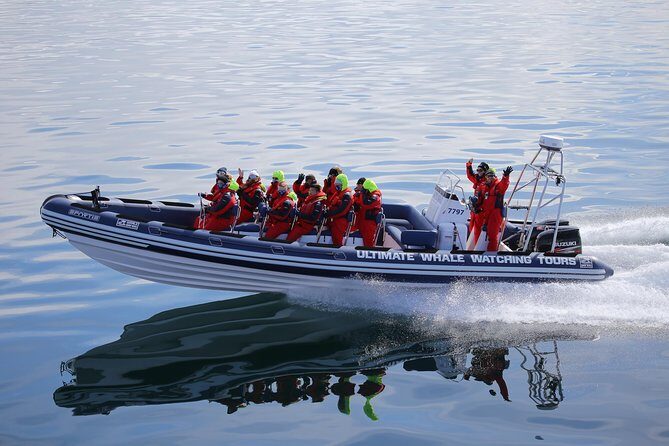 RIB Whale Watching Small-Group Boat Tour from Reykjavik - Authentic Feedback from Travelers