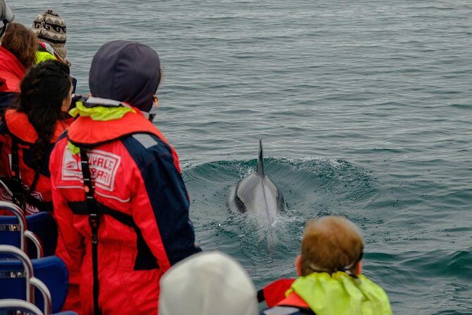 RIB Whale Watching Small-Group Boat Tour from Reykjavik - Value and Who Will Love This Tour