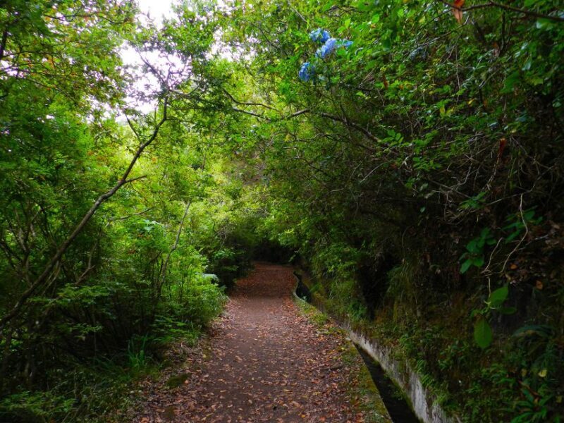 Ribeiro Frio / Portela - Levada Walk - Who Will Love This Tour?