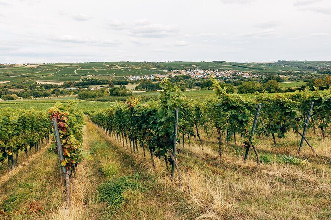 Ribera and Rioja Wineries Private Tour from Madrid - Who Should Consider This Tour?