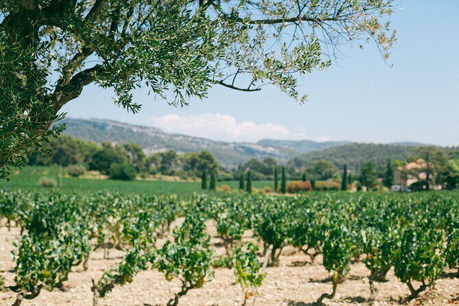 Ribera and Rioja Wineries Private Tour from Madrid - FAQs