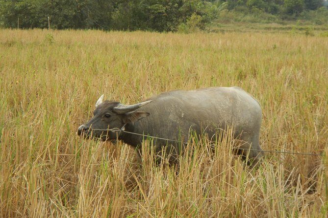 Rice Fields & Rural Villages Tour - Frequently Asked Questions