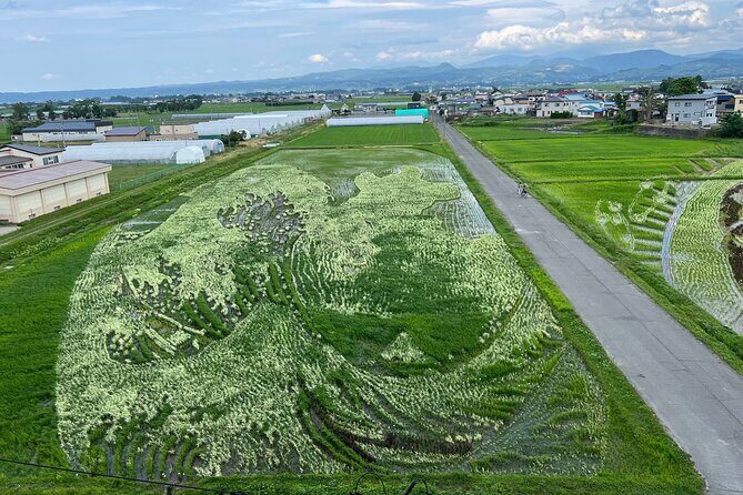 Rice Paddy Art Half day tour in Aomori - Key Points