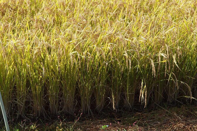 Rice Paddy Art Half day tour in Aomori - Who Should Consider This Tour?