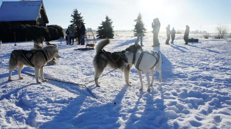 Riga: Husky Dog Sledding and Ride in Bobsleigh Track - Exploring Latvia’s Winter Wonderland