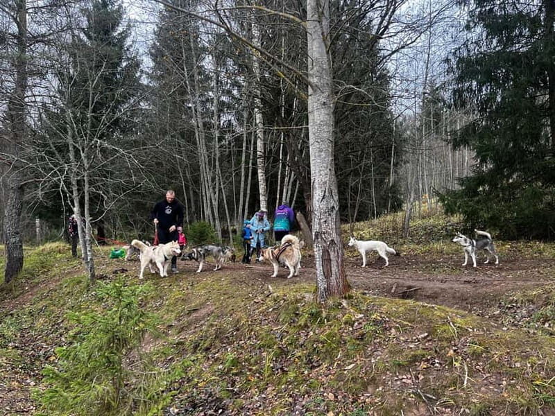 Riga: Husky Hike in the Nature Trail - Exploring Latvia’s Natural Beauty with Huskies