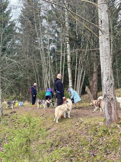 Riga: Husky Hike in the Nature Trail - The Value of This Tour