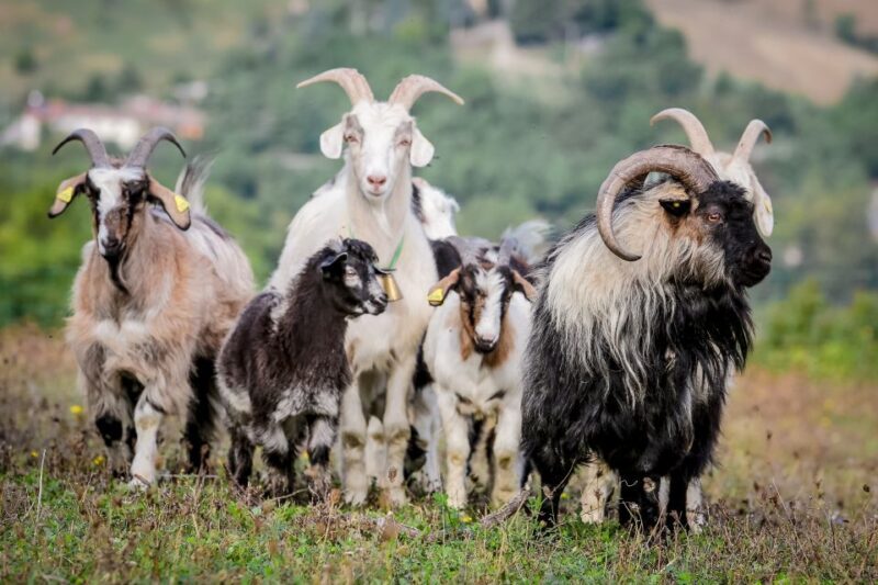 Rimini: San Leo Cashmere Farm Experience - Rimini: San Leo Cashmere Farm Experience — An Authentic Look at Italy’s Luxury Fiber