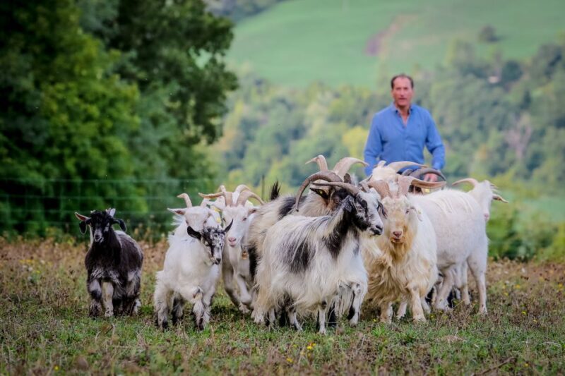 Rimini: San Leo Cashmere Farm Experience - Key Points