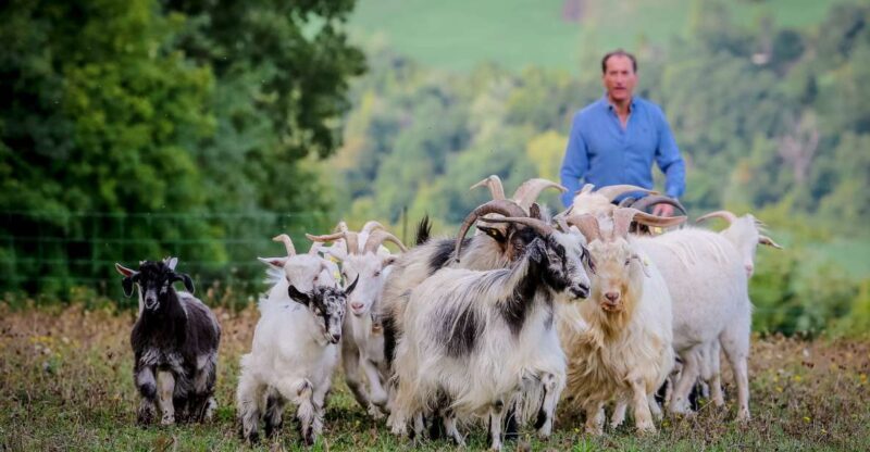Rimini: San Leo Cashmere Farm Experience - Authenticity and Personal Touch