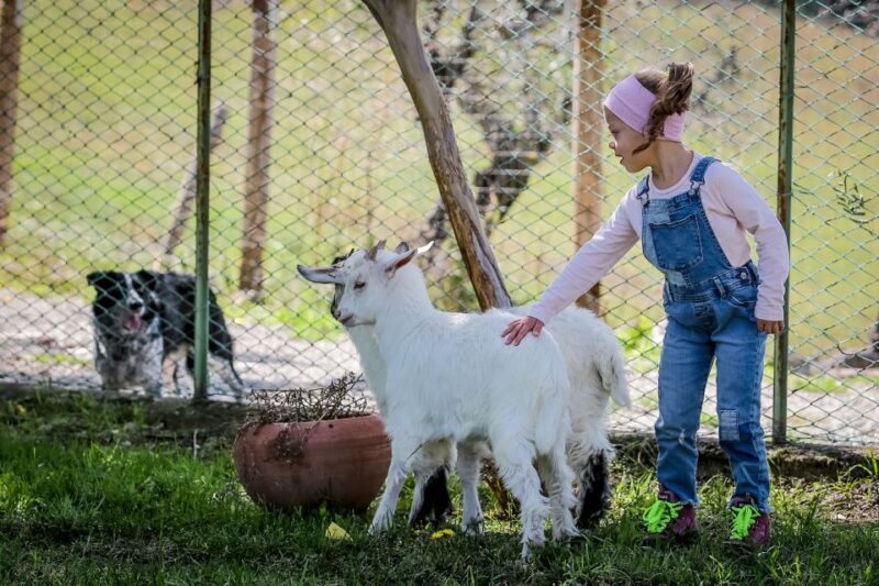 Rimini: San Leo Cashmere Farm Experience - Practical Details that Matter