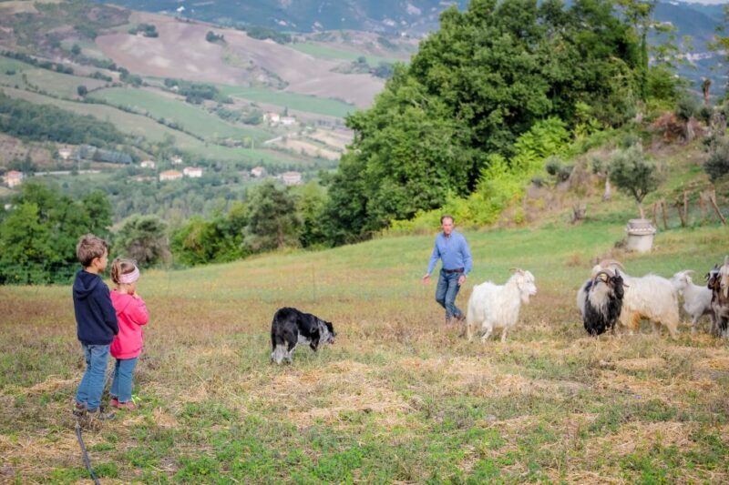 Rimini: San Leo Cashmere Farm Experience - The Sum Up