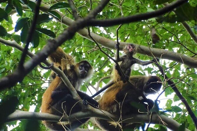 Rincón de la Vieja volcano hike & hot springs full day - Key Points