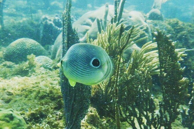 Rincon Snorkeling Adventure - Experience the Rincon Snorkeling Adventure: An Authentic Underwater Journey