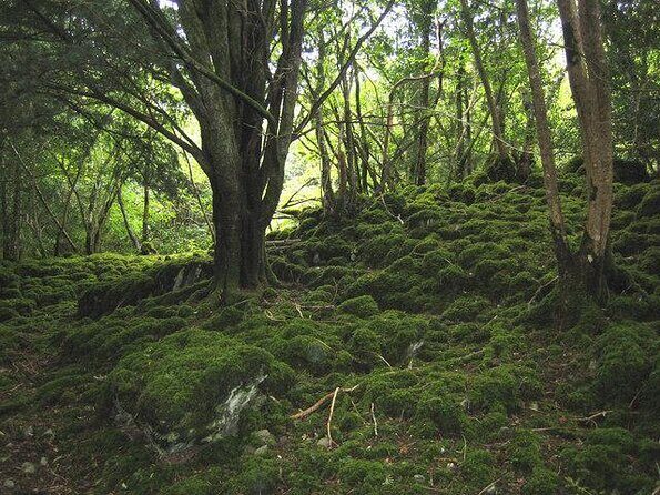 Ring of Kerry private Tour from Killarney, Car or minibus - Exploring the Scenic Highlights of Ireland’s Ring of Kerry