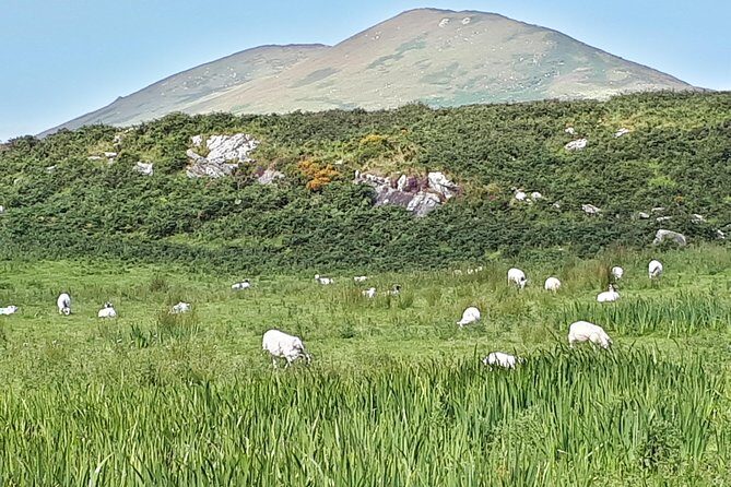 Ring of Kerry & Skellig Ring - Private Tour - Frequently Asked Questions