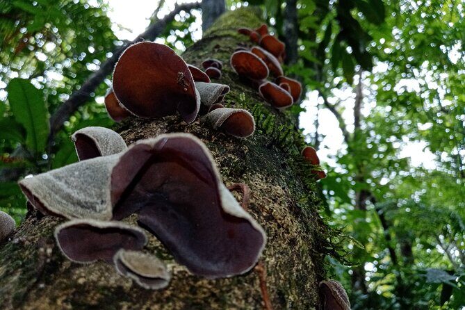 Rio Celeste and Sloth Sanctuary combo tour - Exploring the Rio Celeste and Sloth Sanctuary Combo Tour in Depth