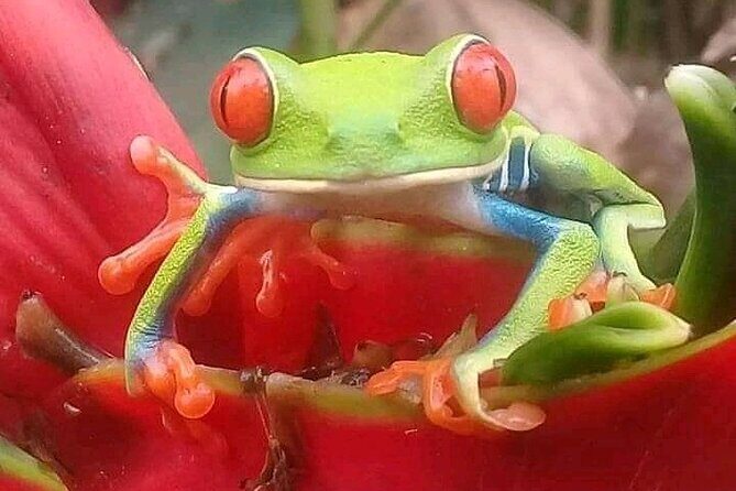 Rio Celeste Combo: River Tubing+Blue Waterfall+Exotic Wildlife - Key Points