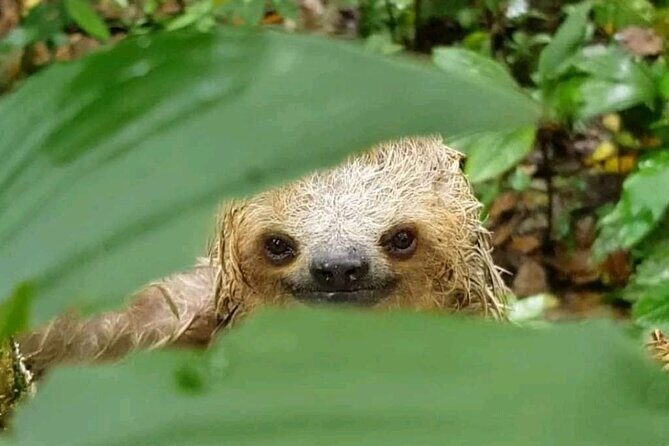 Rio Celeste Combo: River Tubing+Blue Waterfall+Exotic Wildlife - Who Would Love This Tour?