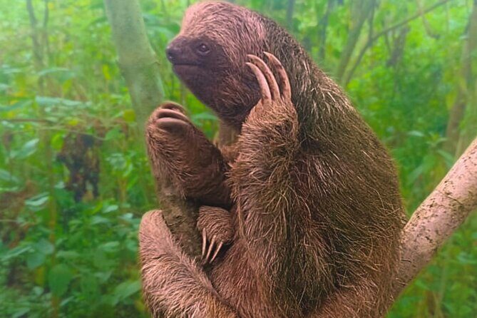 Rio Celeste Expedition  Sloths, Waterfalls & Nature's Magic - The Practicalities and What You Should Know