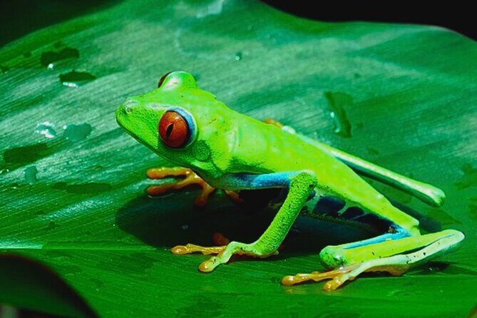 Rio Celeste Expedition  Sloths, Waterfalls & Nature's Magic - The Sum Up