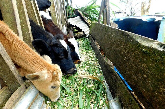 Rio Celeste Funny Milking & Farming Experience - The Value for Your Money