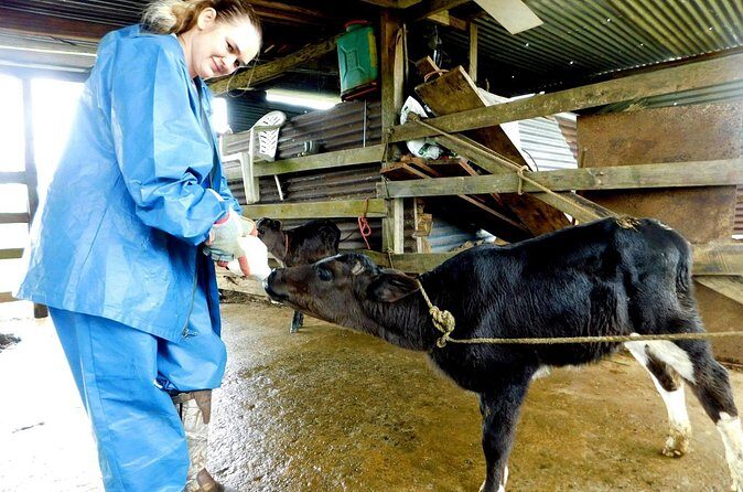 Rio Celeste Funny Milking & Farming Experience - Final Thoughts