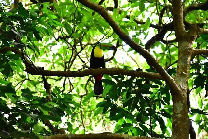 Rio Celeste hiking, Sloth Farm Tour and Waterfall - FAQ