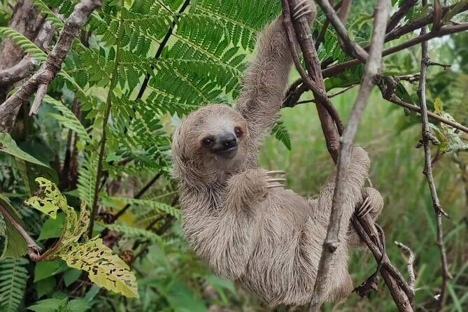 Rio Celeste Hiking , Sloth Farm Tour & Waterfall - An In-Depth Look at the Experience