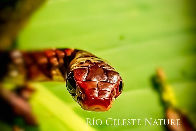 Rio Celeste Nature Night Walk - Why This Tour Stands Out