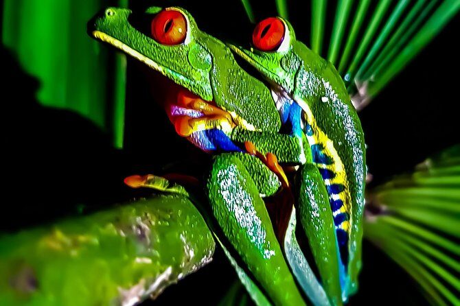 Rio Celeste Nature Night Walk - Final Thoughts: Is It Worth It?